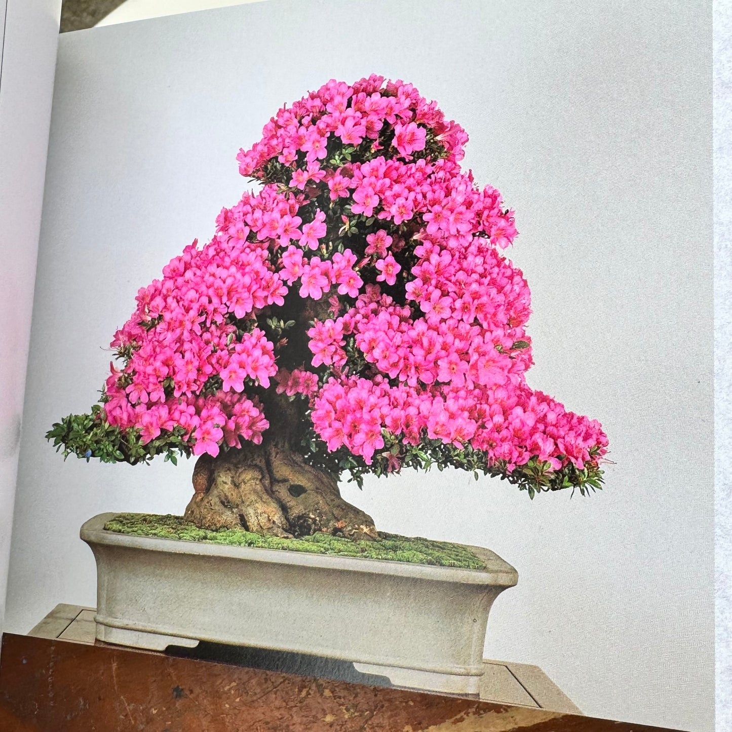 Japanese Oval Blue & White Bonsai Planter, Bonsai Postcard Book & Chinese Terracotta Clay Warrior