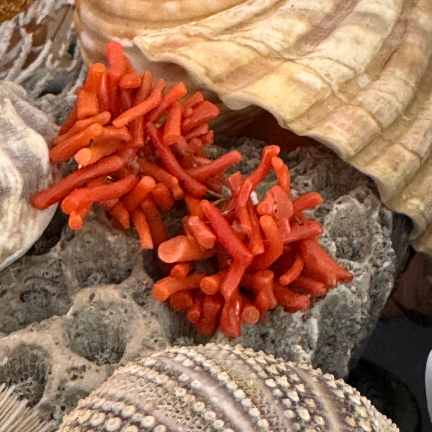 Vintage Natural Red Branch Coral Earrings