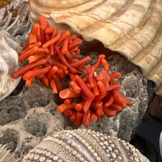 Vintage Natural Red Branch Coral Earrings
