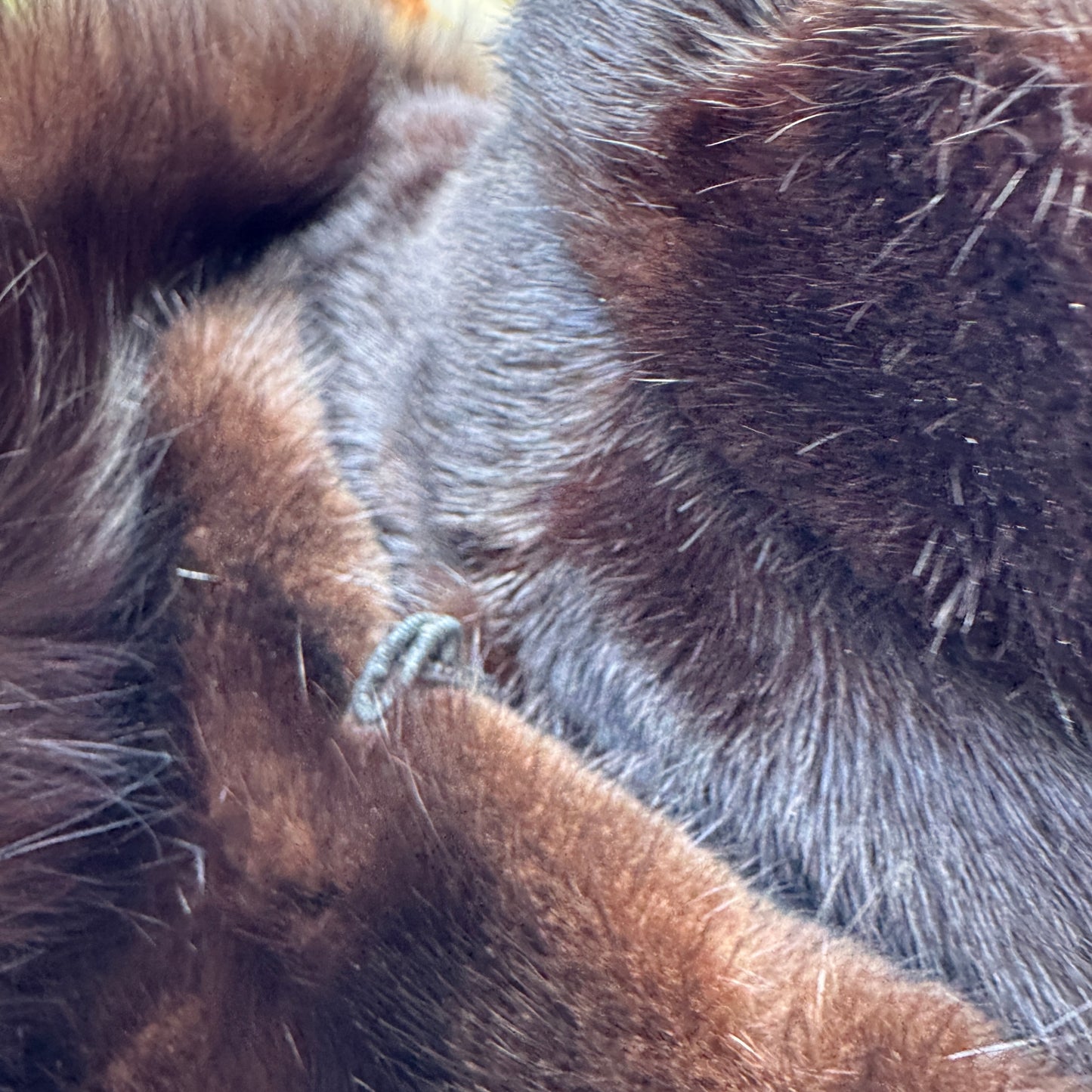 Vintage I. J. Fox Imperial Salon Boston Dark Mink Coat & Hood