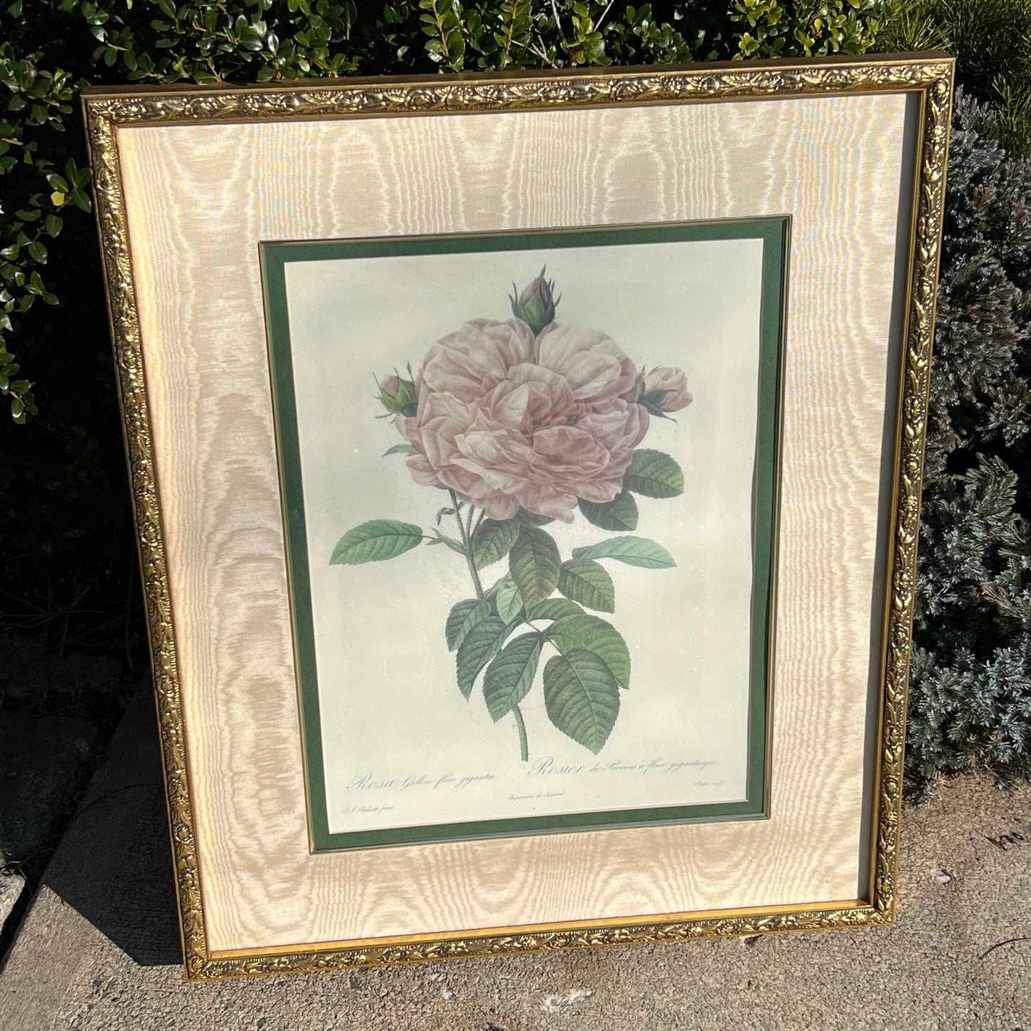 Vintage 1987 Bombay Company Private Collection Redoute "The Rose" Framed Lithograph