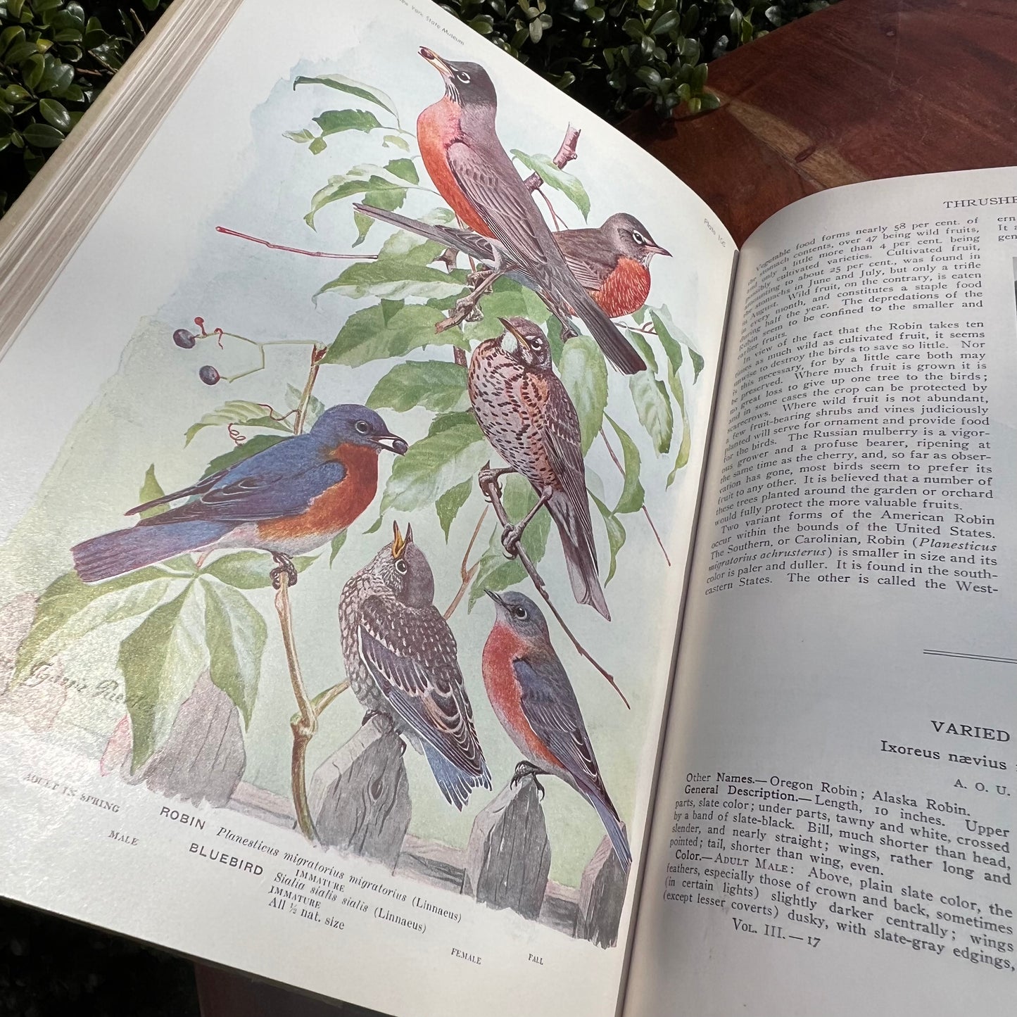 1936 Pearson’s Birds of America Book 106 Color Plates