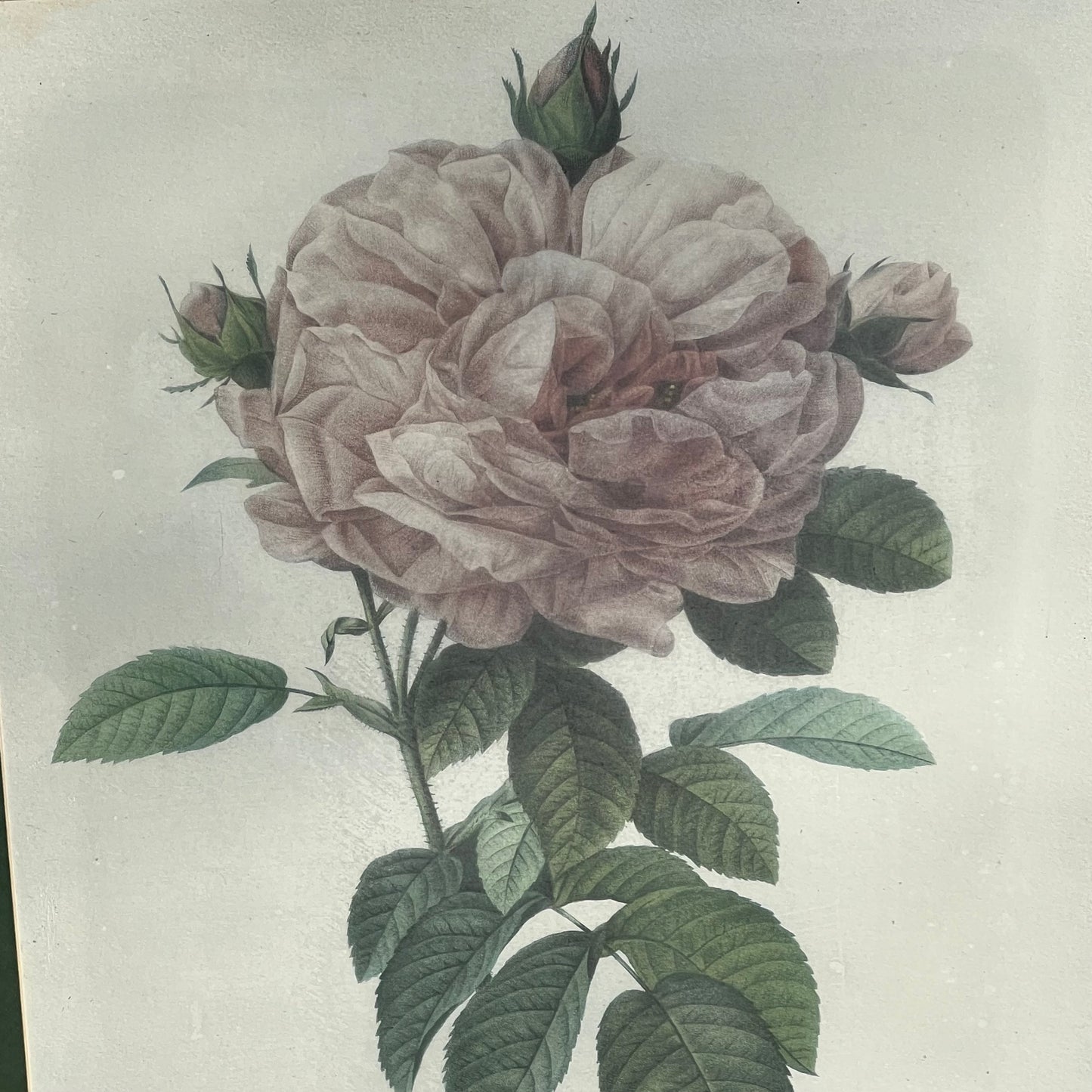 Vintage 1987 Bombay Company Private Collection Redoute "The Rose" Framed Lithograph